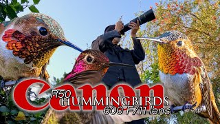 Hummingbirds with the Canon R50, the 600 F11 & 600 F4? What I really think of this little body!!