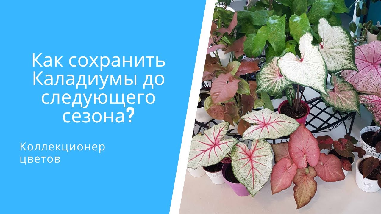 Как сохранить Каладиумы до следующего сезона? 5 признаков, что Каладиуму пора на зимовку.