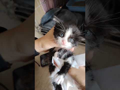 The little kitten is sick. I hope he gets better #cats #shelter