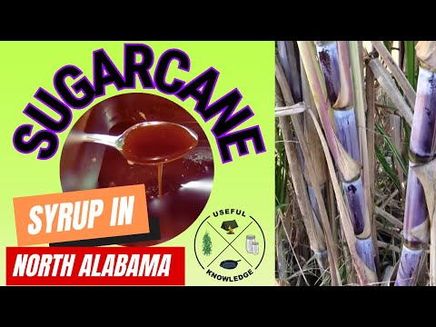 How to make Sugar Cane Syrup | Useful Knowledge