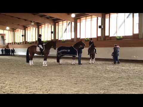 Belaggio and Belissimo M - Gestüt Westfalenhof