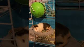 Cavy Rodents Videos