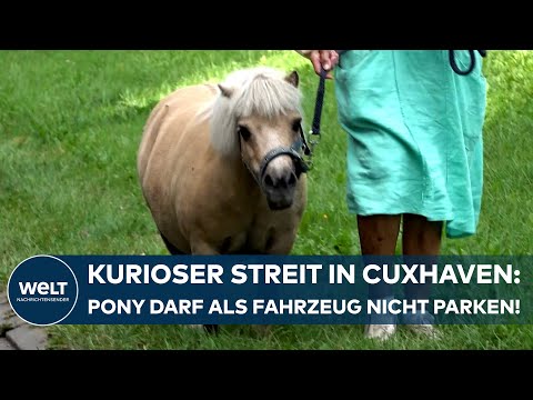 CUXHAVEN: Bizarr! Pony "Fritzi" gilt als Fahrzeug und darf deswegen am Deich nicht parken!