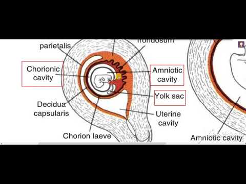 Chorion Decidua Placenta 1