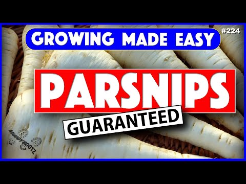 , title : '🌻224 🌻 HOW TO GROW PARSNIPS 🌻 GROWING MADE EASY 🌻 STEP BY STEP GUIDE 🌻'
