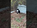 Tux The Cat Got Through Eating His Chicken 873