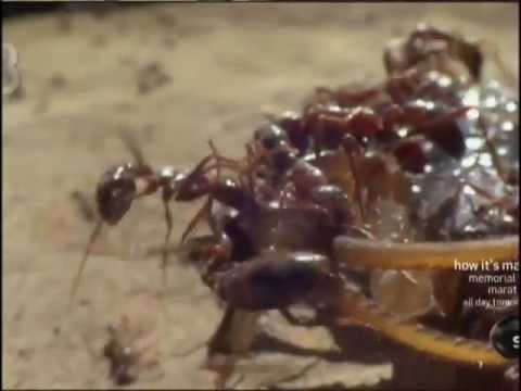 Swarming Army Ants in Africa