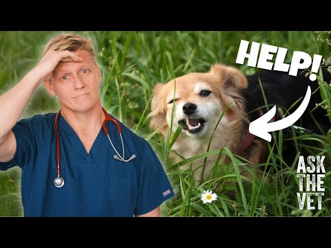 My dog won't stop eating grass! Why?! | ASK THE VET with Dr Scott Miller