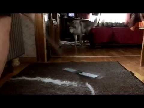 comment nettoyer urine de chien sur tapis
