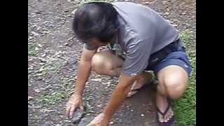 04 7-11 13 KONA DAZE LIVING OFF THE LAND KONA COAST ALOHA HAWAII