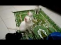 Kucing Tahlilan Lucu Banget