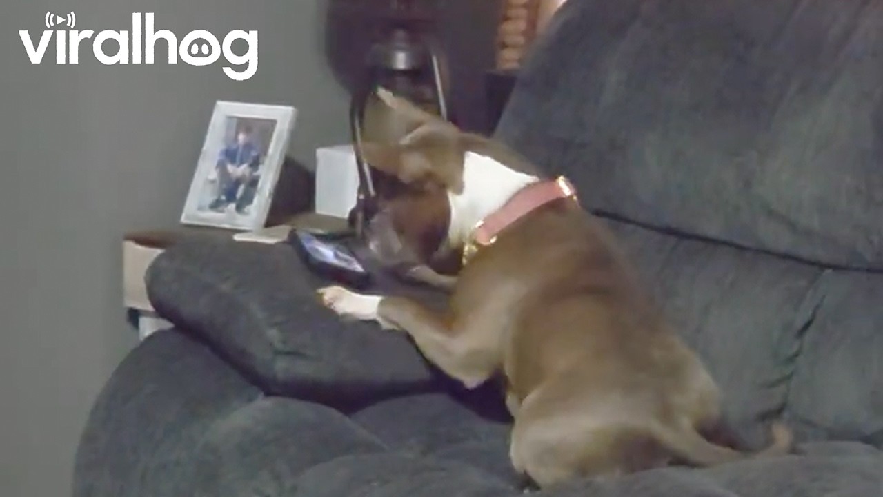Doggo Caught Doom Scrolling || ViralHog