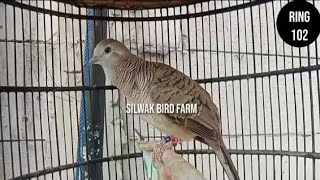 Download lagu SUARA PIYIK PERKUTUT BANGKOK USIA 3 BULAN PRODUK SILWAK BIRD FARM mp3