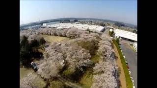 preview picture of video '矢板市御前原城跡公園（はしか地蔵尊）の桜  Cherry Blossom in tochigi Japan'