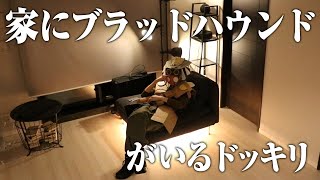 家にブラッドハウンドがいるドッキリ【APEX LEGENDS】