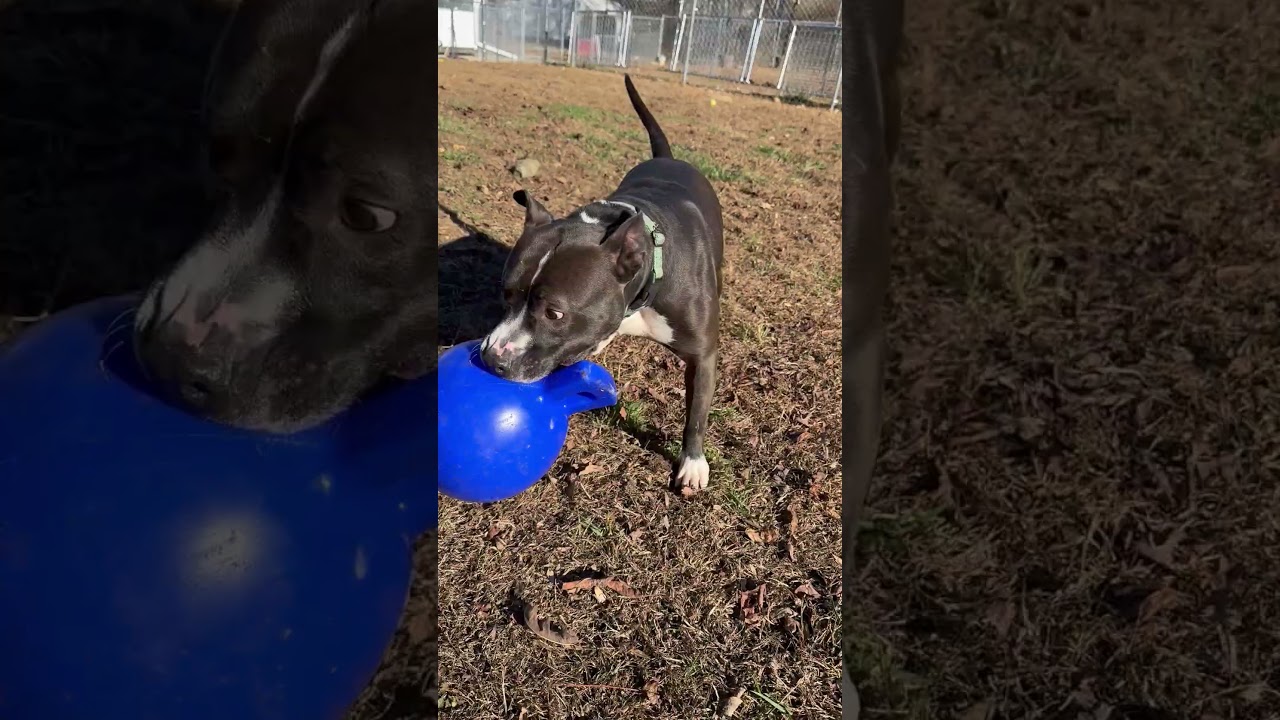 Wednesday, a Adoptable American Staffordshire Terrier in Blairsville, GA video 6/6