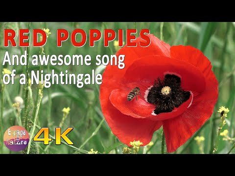 4K Spring Poppies - Red poppies and birds singing in the countryside - Relaxing Spring ambience