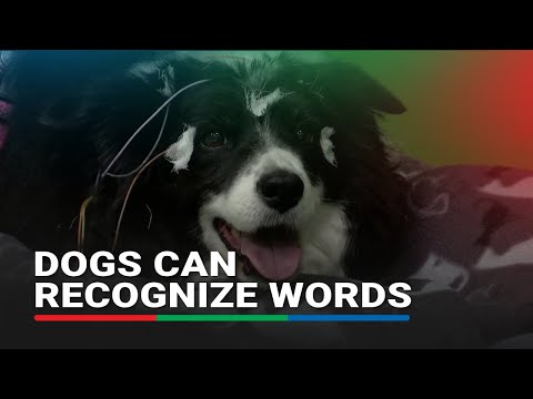 Dogs understand relationship between words and objects, study shows