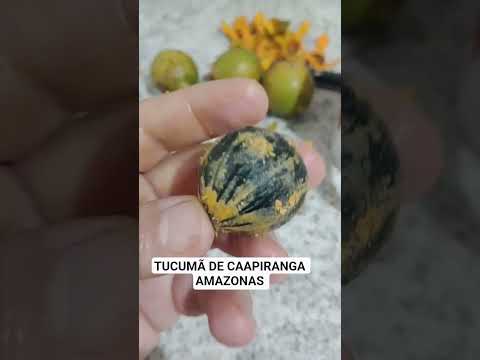 TUCUMÃ DE CAAPIRANGA AMAZONAS.