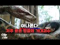 Anaconda 2024 The Cursed Jungle S Giant Python 1 9 Action Monster Movie Scene Clipflix