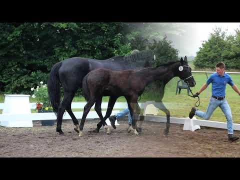 Stutfohlen von Sir Donnerhall x Don Frederico x Rubinstein