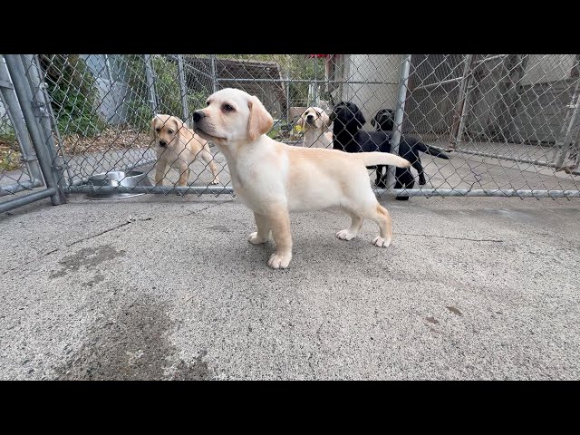 (子犬) 犬種:ラブラドール・レトリーバー 男の子 ブリーダー マロニエケンネル MARRONNIER KENNEL k4052の画像