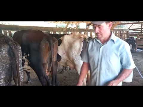 Hora de tirar leite em Santana de cataguases-MG