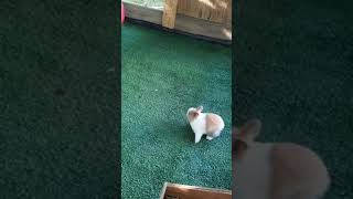 Download lagu Baby Bunny Zoomies! 🐇💕 mp3 Download lagu Baby Bunny Zoomies! 🐇💕 mp3