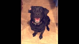 Video preview image #1 Labrador Retriever-Unknown Mix Puppy For Sale in Enfield, CT, USA