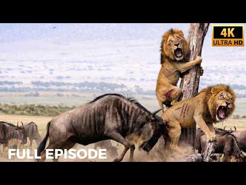 The Impala Went Berserk — And the Lions Could Only Fear | Nature Animal Documentary