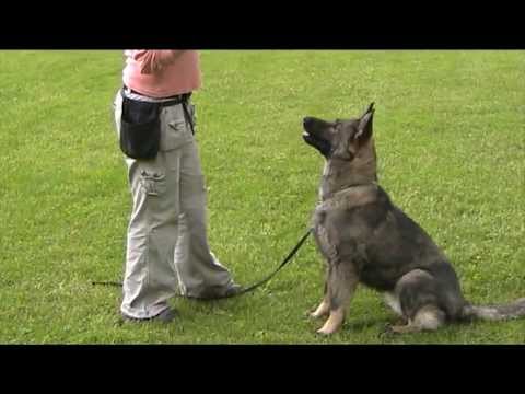 Avanti Levemar 12 months - obedience