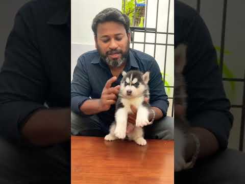 Uniqueness of SIBERIAN HUSKY | Tamil
