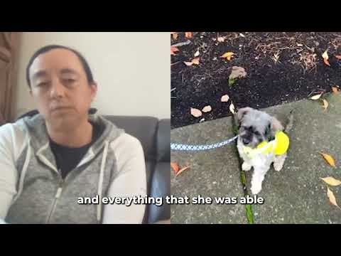 Homeschool by LAY LO: Dog training with world-class experts video.