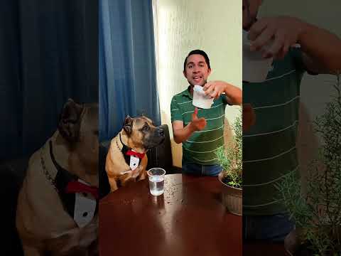 Heal your dog's paws with this healing remedy 👌🏻💯🐶 #dogs #pets #canecorso #dogs