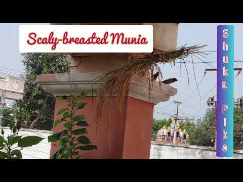 Scaly-breasted Munia:Seed eater