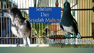 Download lagu How to care for a baby kacer until it molts mp3