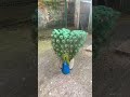 मोर नृत्य नाच रे मोर पंख फैला के Peacock Dance Wha
