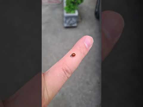 Mos prit mrekulli nga qielli 😉