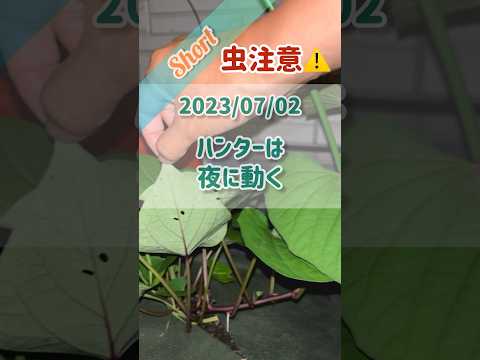 自然に植物の病気を治療したり昆虫を撃退したりするにはどうすればよいでしょうか？庭師のヒント  庭園