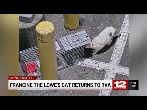 Francine the Lowe's cat returns to RVA