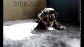 preview picture of video 'Baby Kitten, Mom to the Rescue'