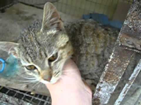 megmentett cica dunaszekcső 2012 04 19