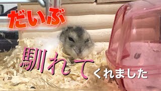 【ハムスター】だいぶ仲良くなれました！