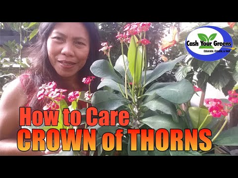 CROWN of THORNS - How to care for Euphorbia milii