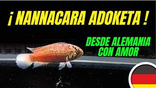 NANNACARA ADOKETA: El Cíclido Enano que todo el mundo busca 🐟🇩🇪