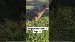 We found out that chicken is dying from egg bound 😭 #chicken #egg #animallover #die