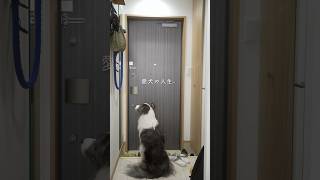 犬と二人暮らし30歳会社員🐶
