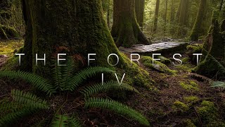 The Forest IV | 4K Forest | Cinematic Nature Film