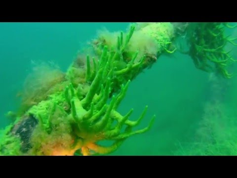 Tauchen im Deglersee - Freizeitparadies Plittersdorf, Freizeitcenter - Rastatt (Plittersdorf),Baden Württemberg,Deutschland