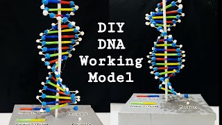 DIY DNA Working Model | EASY Science Project | 3D DNA Structure